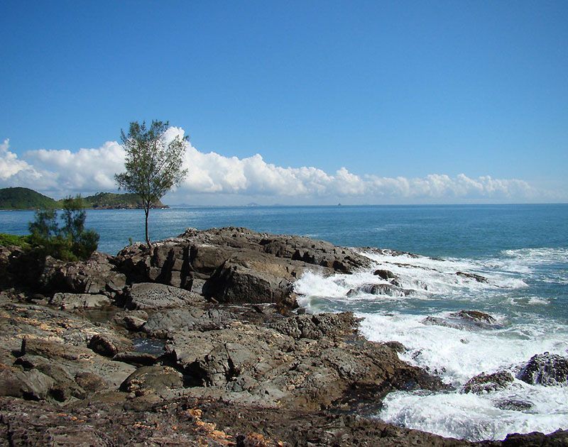 Uma árvore solitária ergue-se numa costa rochosa com vista para um vasto oceano azul com ondas brancas quebrando sob um céu límpido.