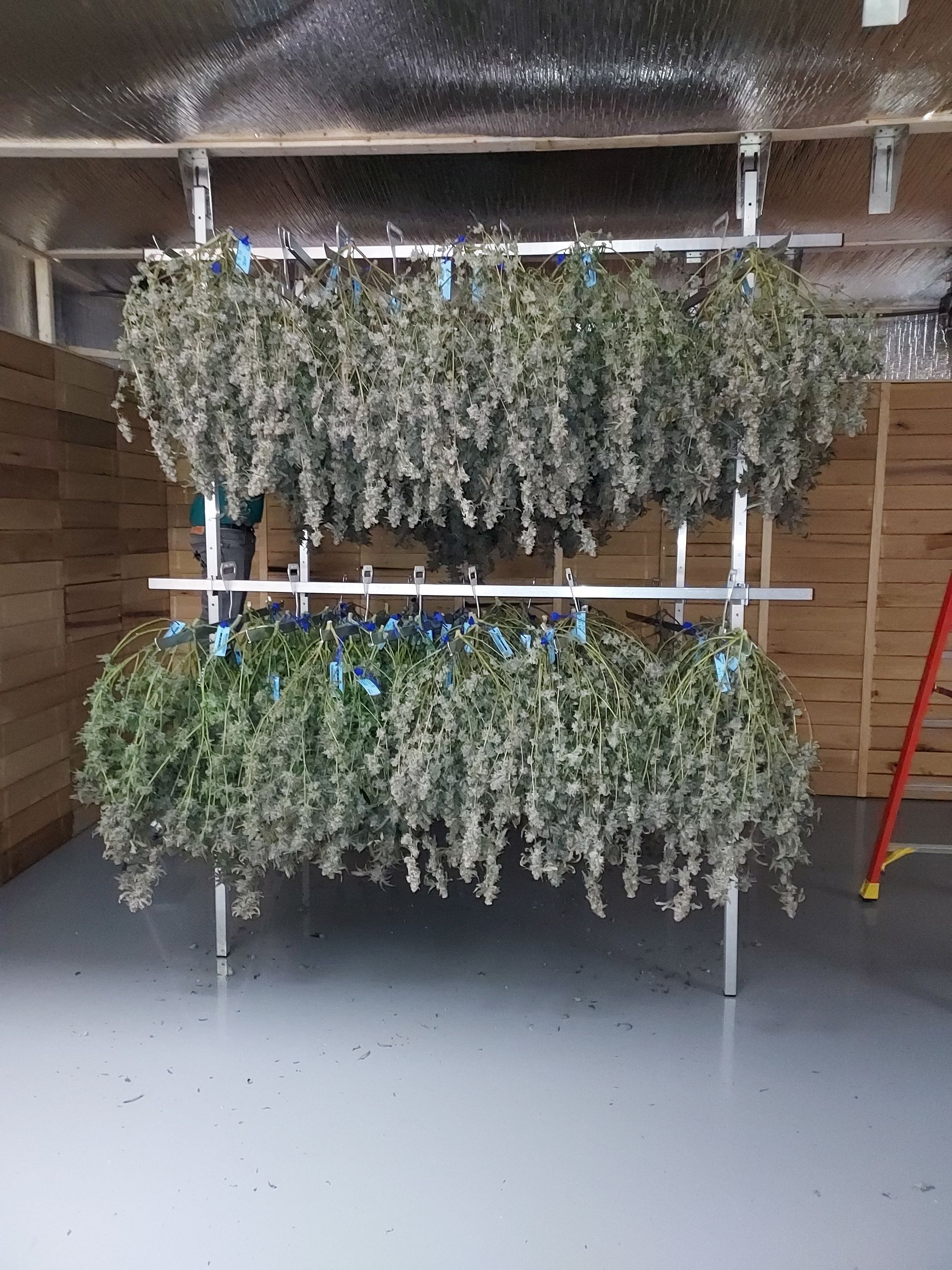 marijuana  plants are hanging from a Dri Flower rack in the Eco Logic Dry Kiln
