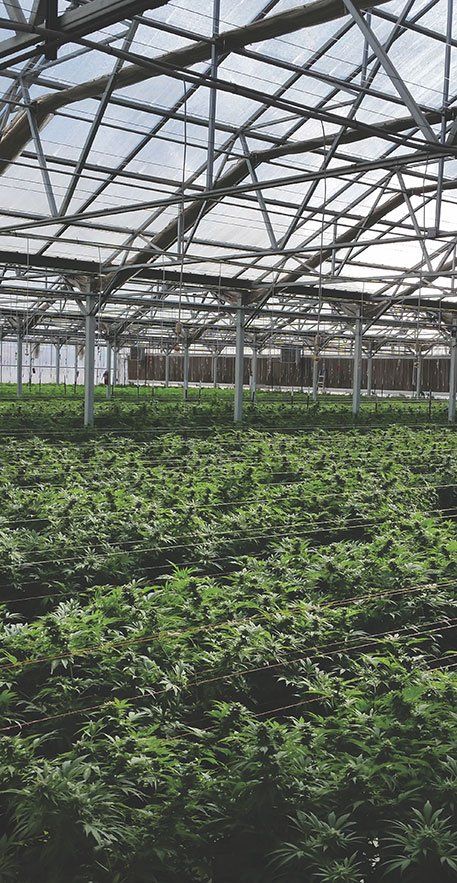 Large greenhouse with legal marijuana growing
