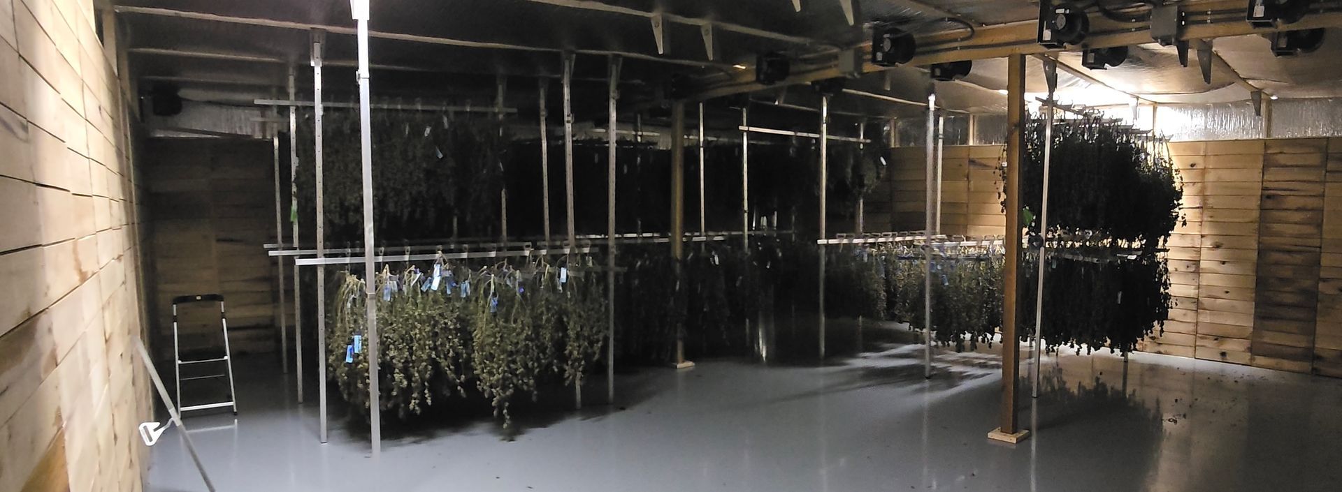 Eco Logic Kiln with Dri Flower drying racks drying cannabis