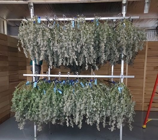 Cannabis  drying in Eco Logic Dry Kiln in Lake Leaf Cultivation