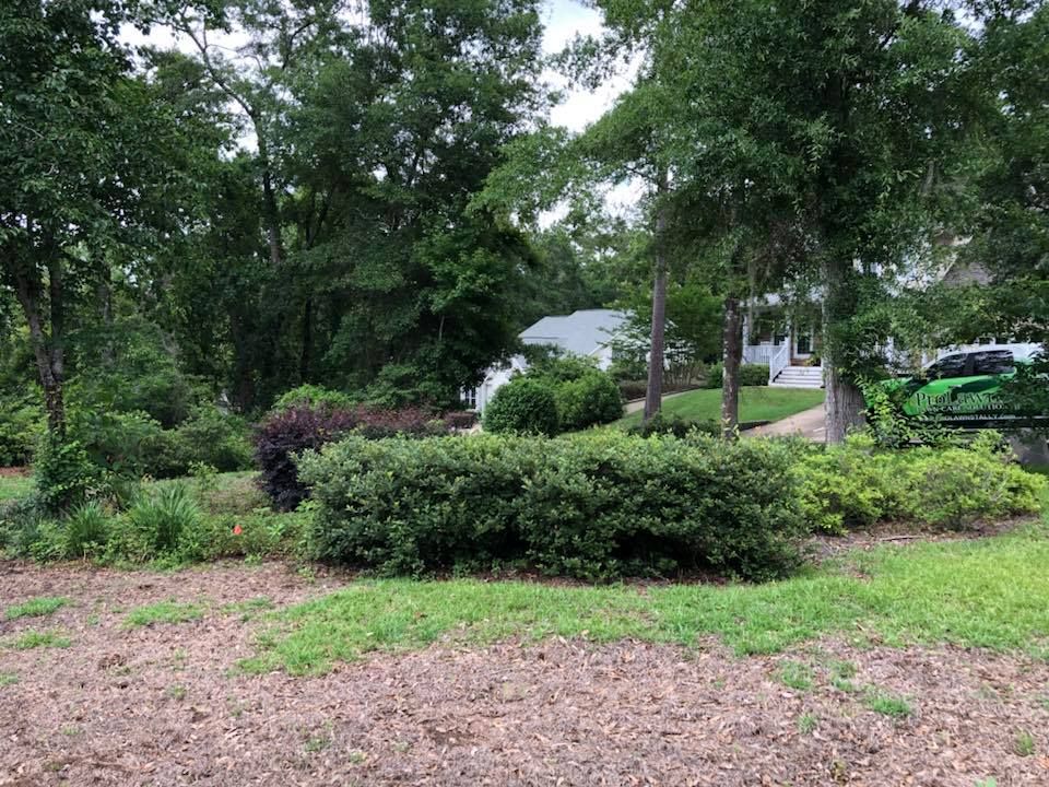 Leafy suburban yard with shrubs, trees, and a house in the background