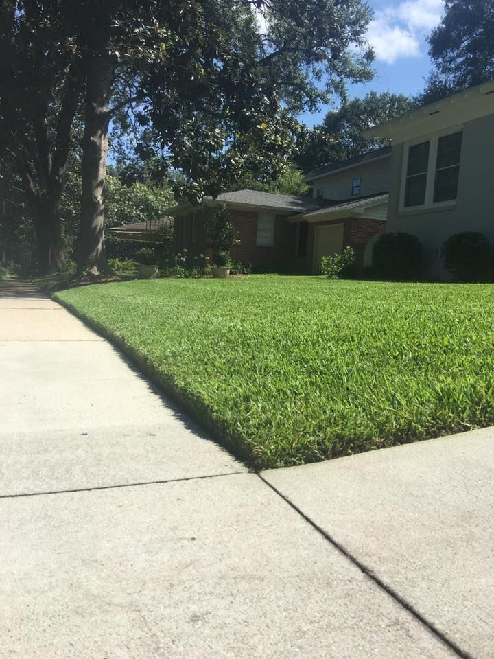 Sunny suburban house with green lawn beside a concrete sidewalk and shaded trees