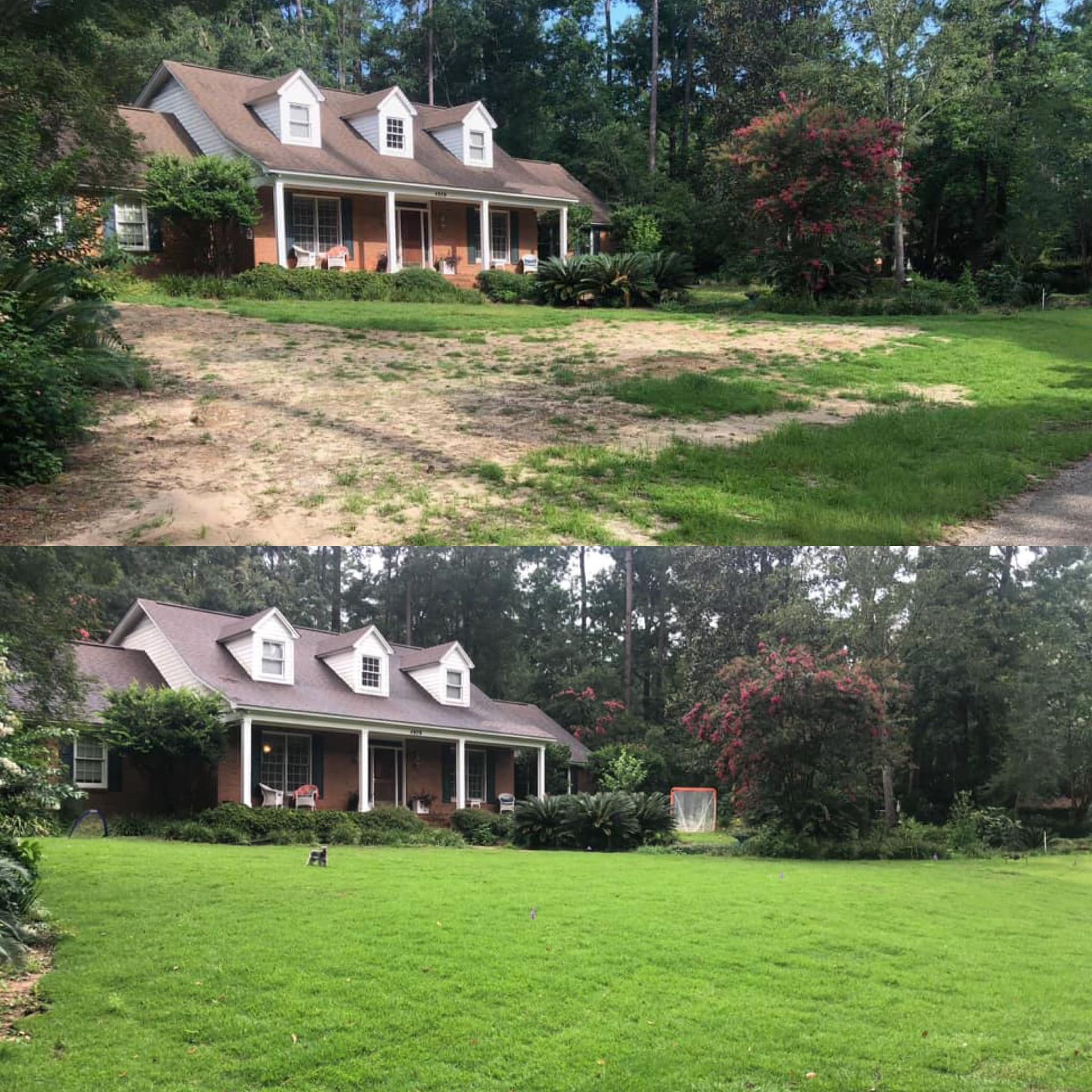 Before-and-after lawn transformation in front of a house, from bare dirt to lush green grass.