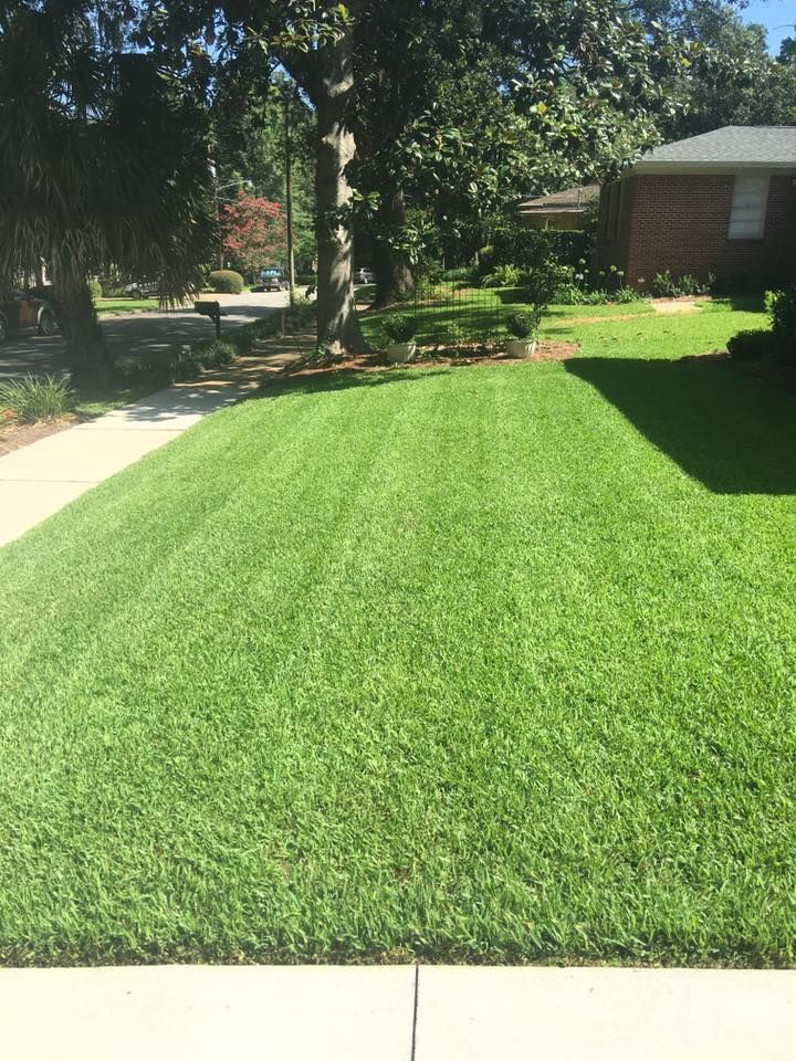 Sunlit green lawn beside a sidewalk, with trees and a brick house in the background.