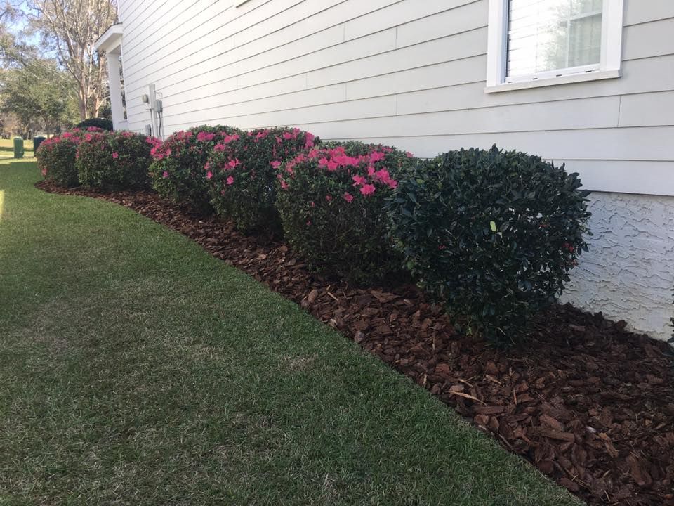 Row of trimmed dark green shrubs with pink flowers beside a white house and lawn