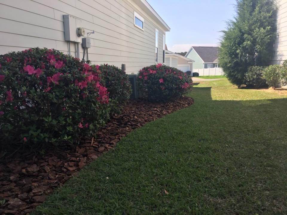 Suburban side yard with pink flowering shrubs, mulch bed, green lawn, and a house exterior.