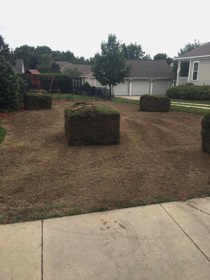 Front yard with four square shrubs on a dry lawn, bordered by a concrete driveway and suburban homes.