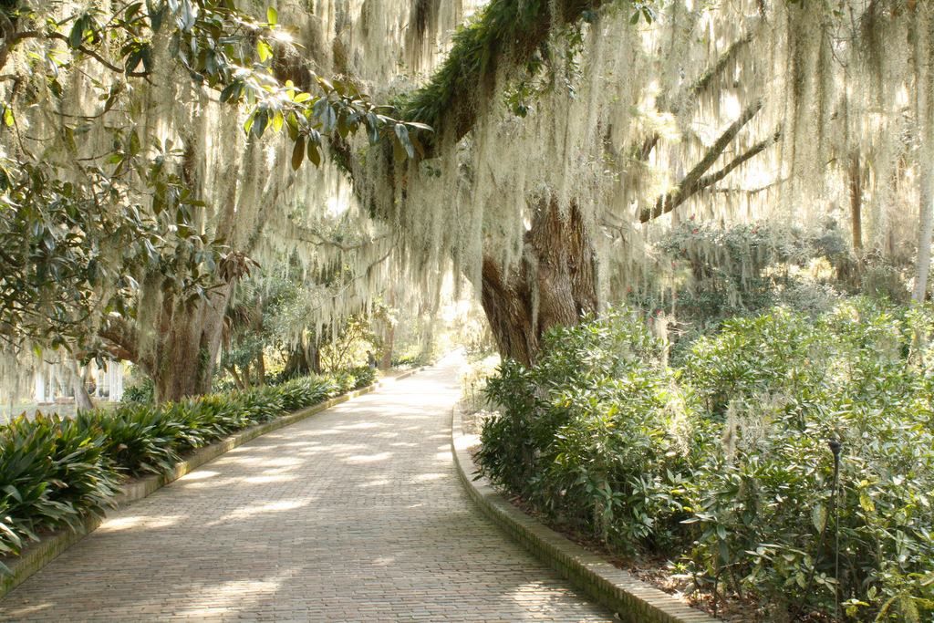 Curving gravel path through a sunlit garden with hanging moss and dense green shrubs