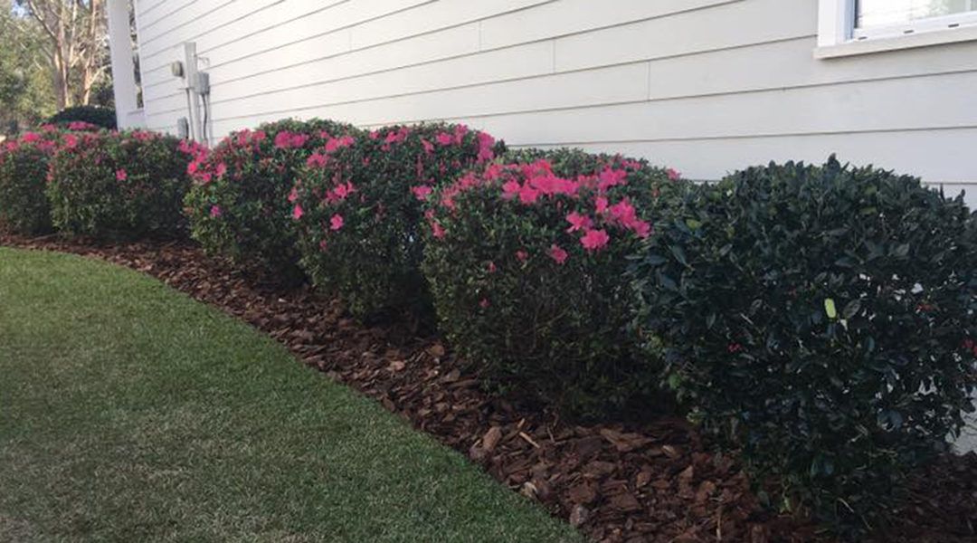 Trimmed shrub line with pink azalea blooms along a house foundation beside a lawn