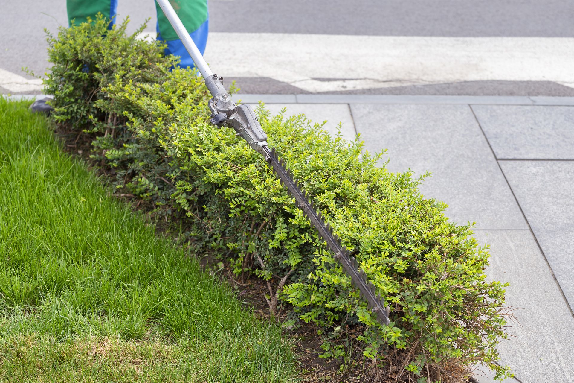 Trimmed green shrubs beside a sidewalk, supported by a black stake