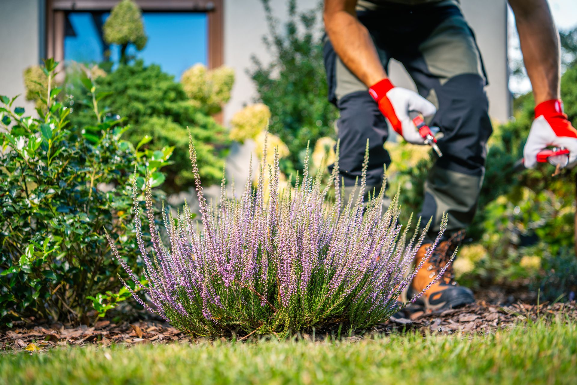Gardener trimming shrubs in a sunny yard, wearing red gloves and brown boots