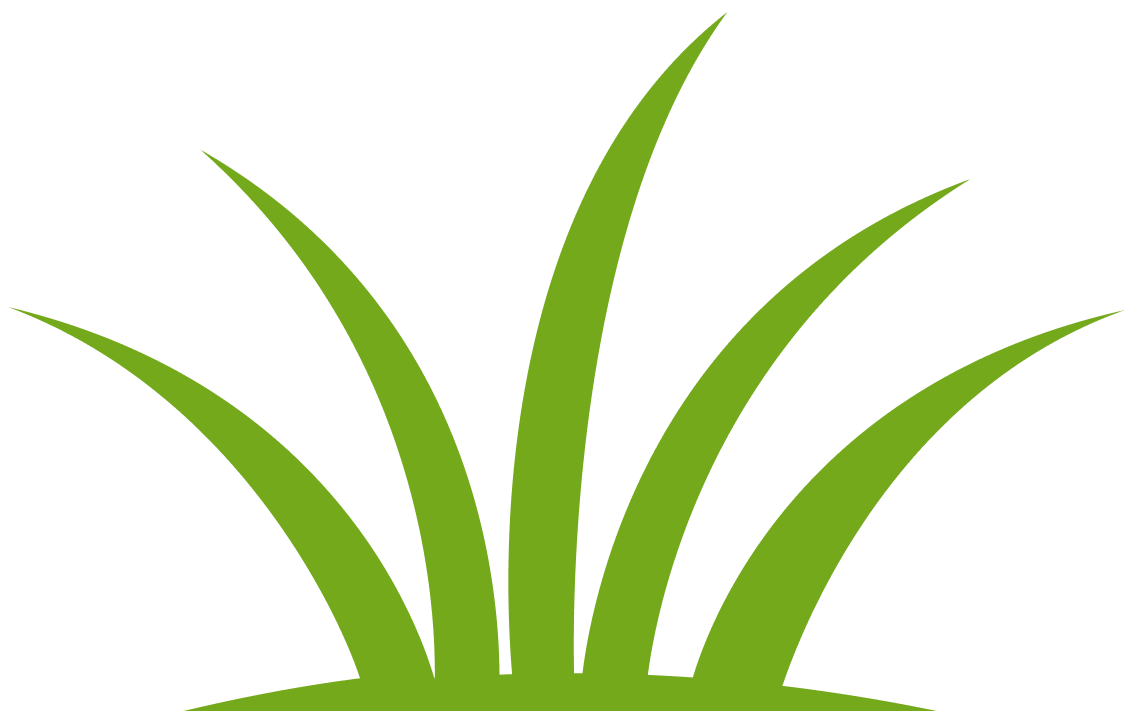 Green grass blades on a white background