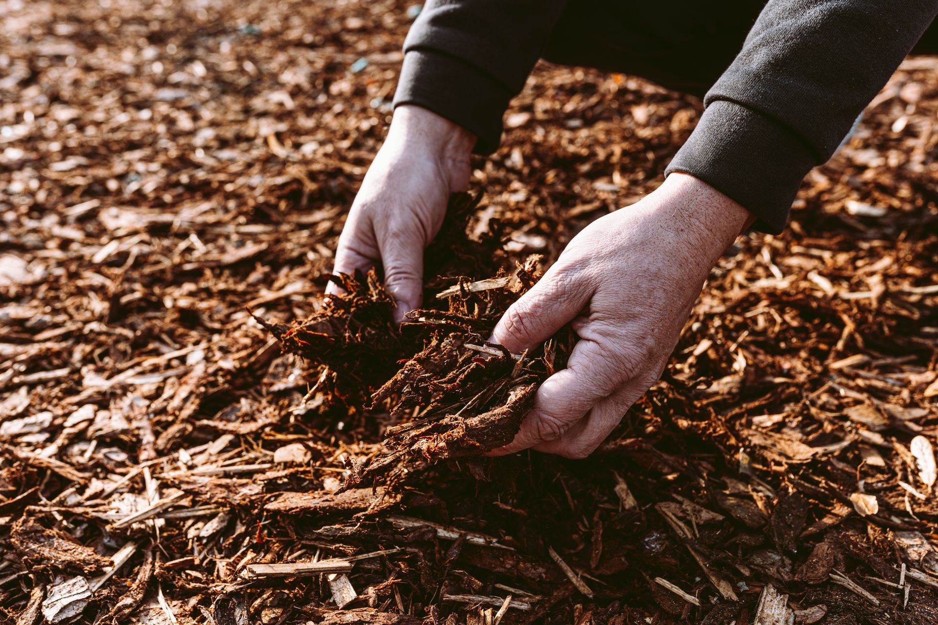 Hands holding dark soil over wood chips in a garden bed