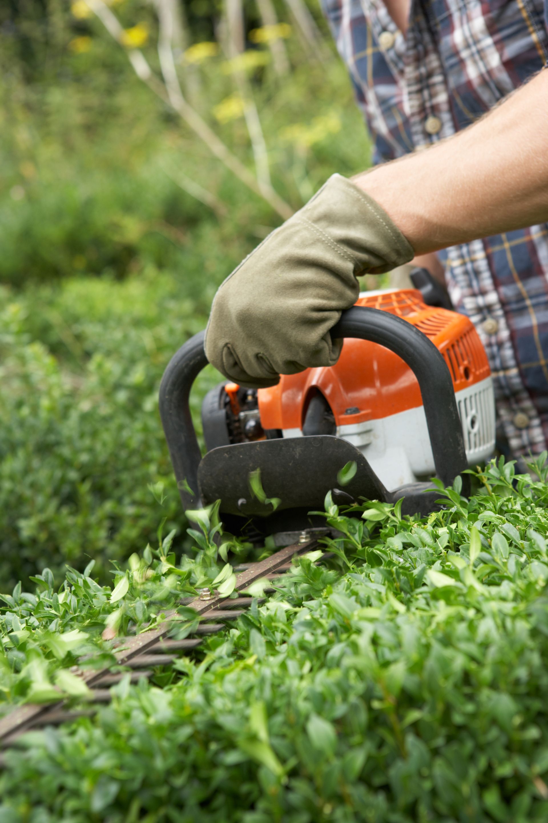 Person using orange hedge trimmer to cut green hedge outdoors