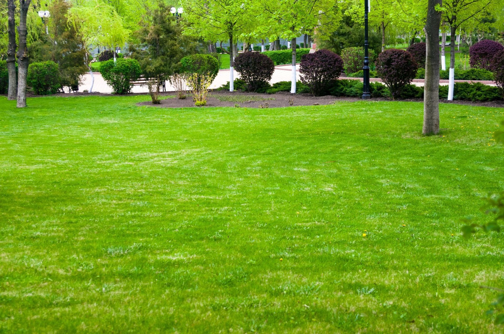 Green park lawn with trees and shrubs in the background
