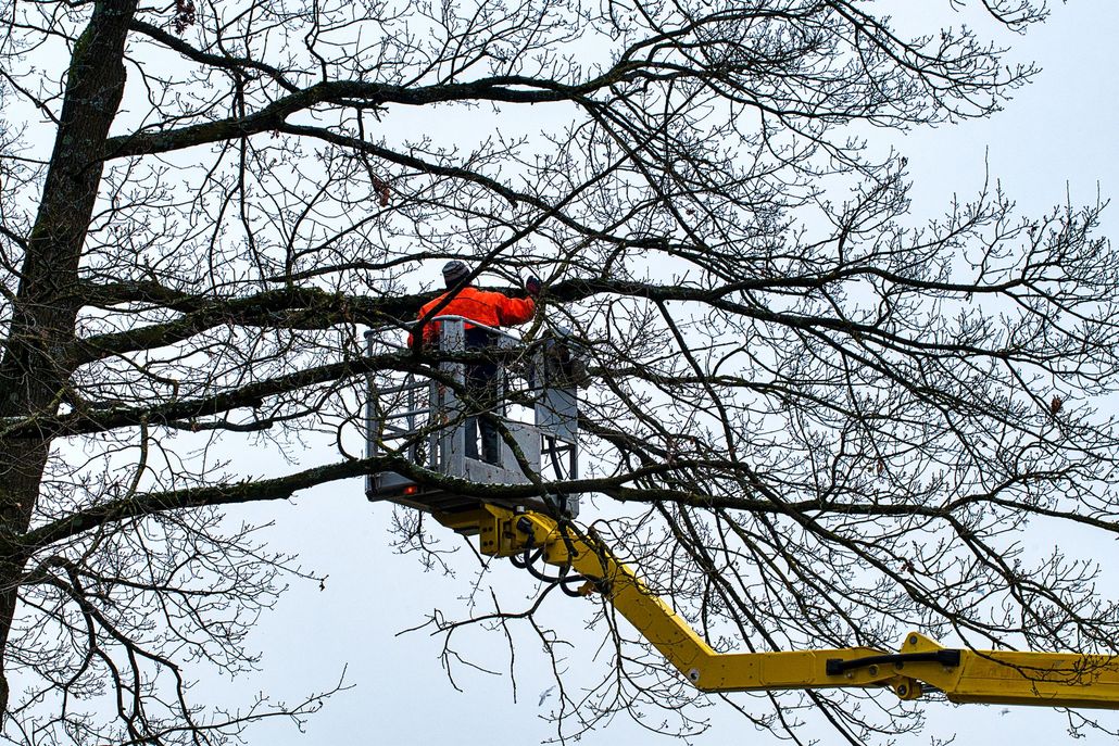 About No Frills Tree And Storage