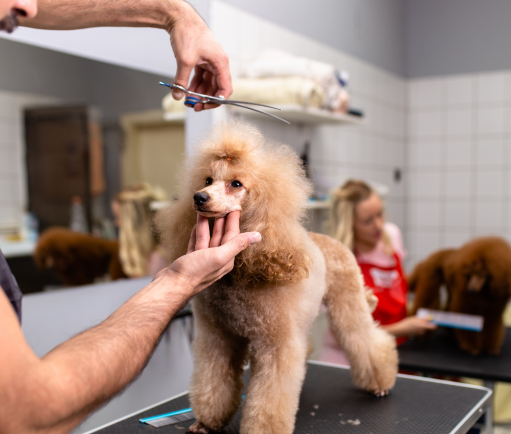 Puppy Pooch Dog Spa Pet Grooming City Pooch Dog Grooming Services