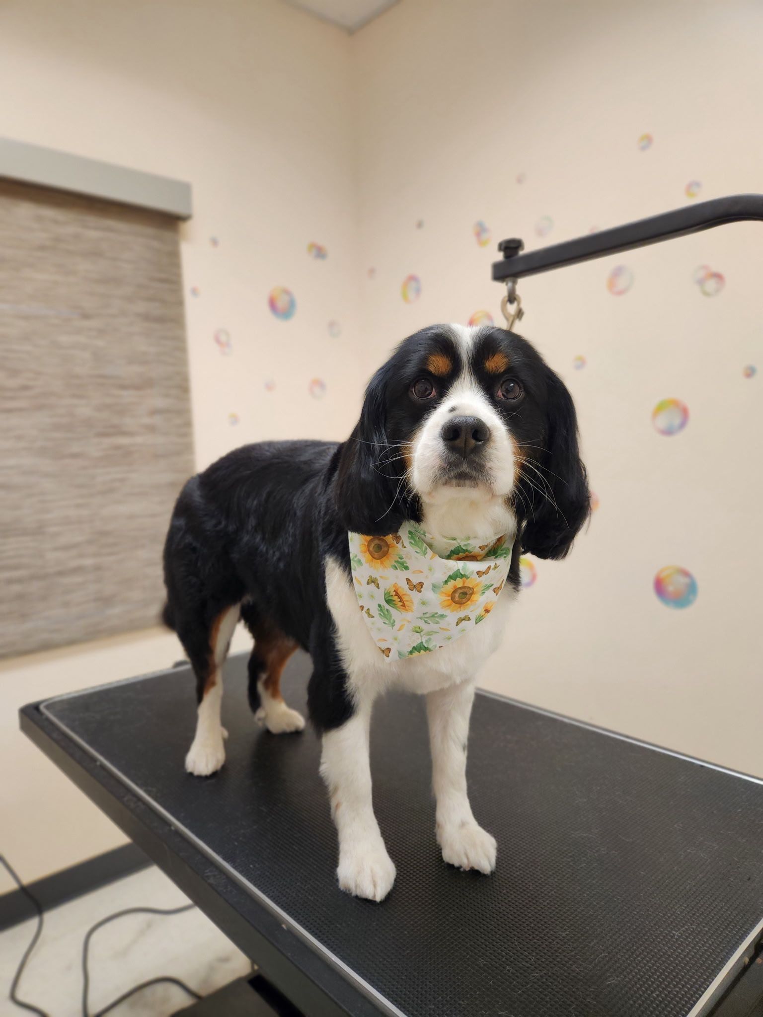 Dog with black, white, and tan fur wearing a sunflower bandana, standing on a grooming table.