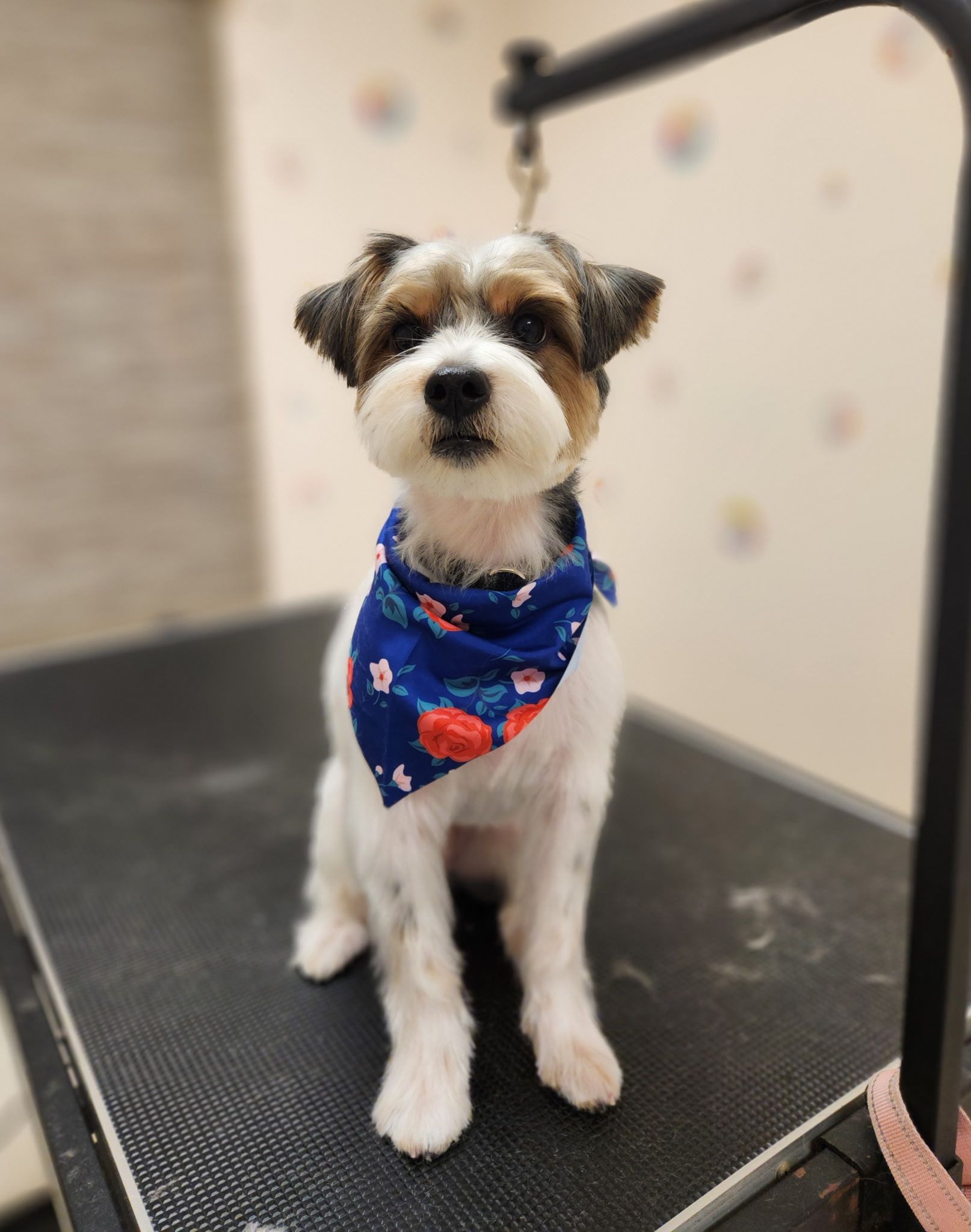 Dog with a bandana sitting on a grooming table. It is white, black, and tan with a blue bandana and a black grooming arm.