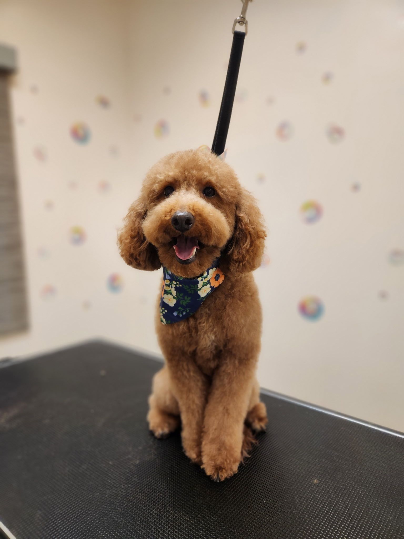Brown poodle with a happy expression wearing a bandana, sitting on a grooming table.