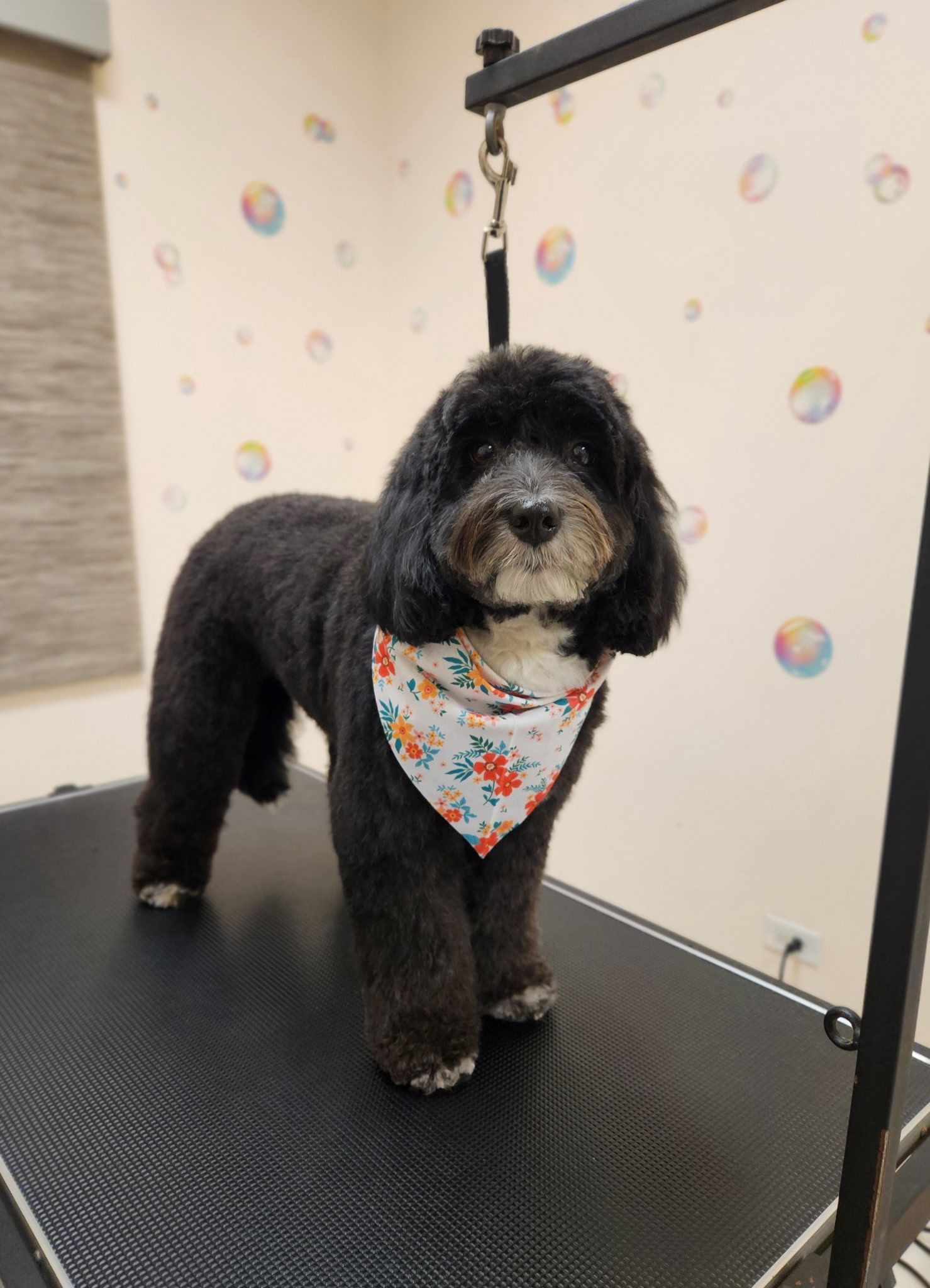 Black poodle with a floral bandana, on a grooming table.