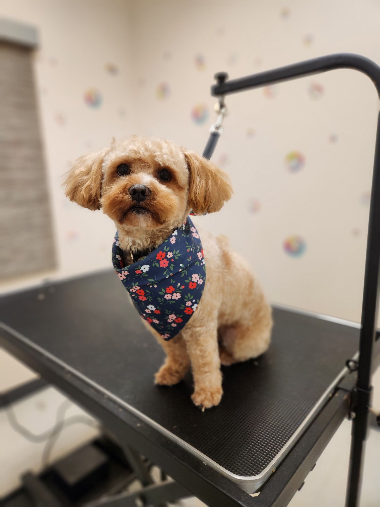 Tan dog with trimmed fur, wearing a blue bandana, sitting on a grooming table.