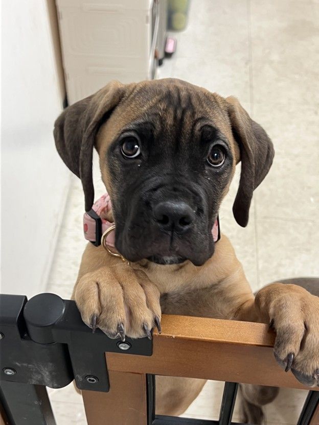 Brown and black puppy with a pink collar, resting paws on a wooden gate.