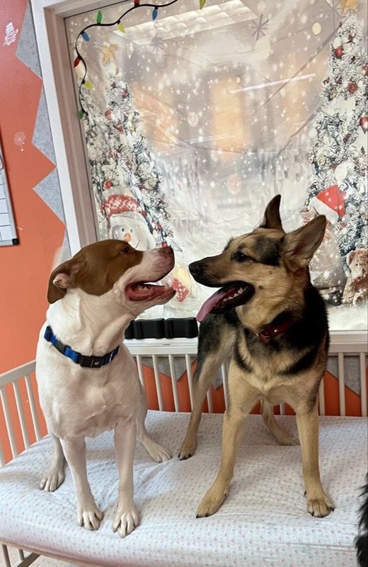 Two dogs, one white with brown markings and the other black and tan