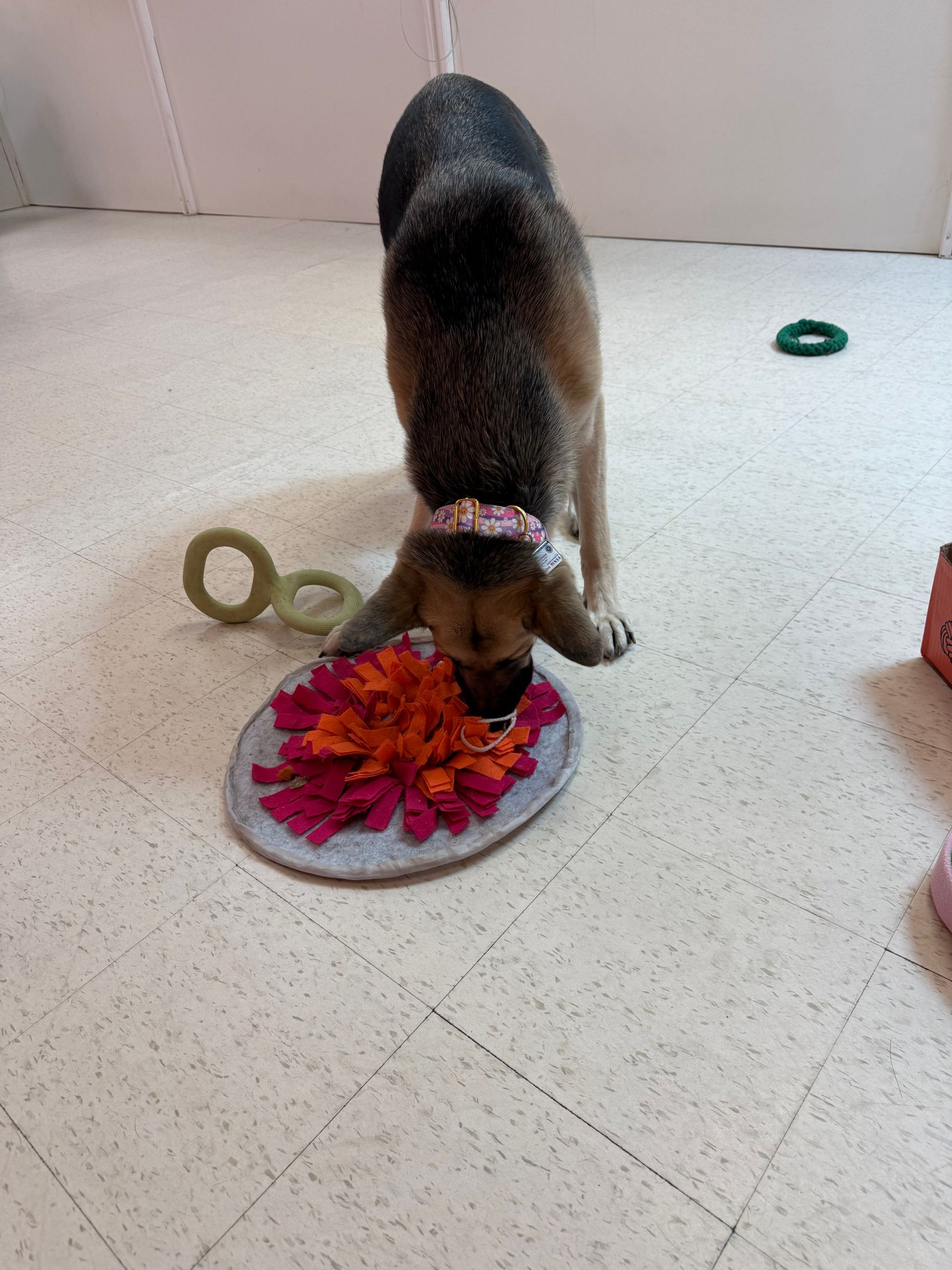 Dog eating from a flower-shaped bowl on a kitchen floor