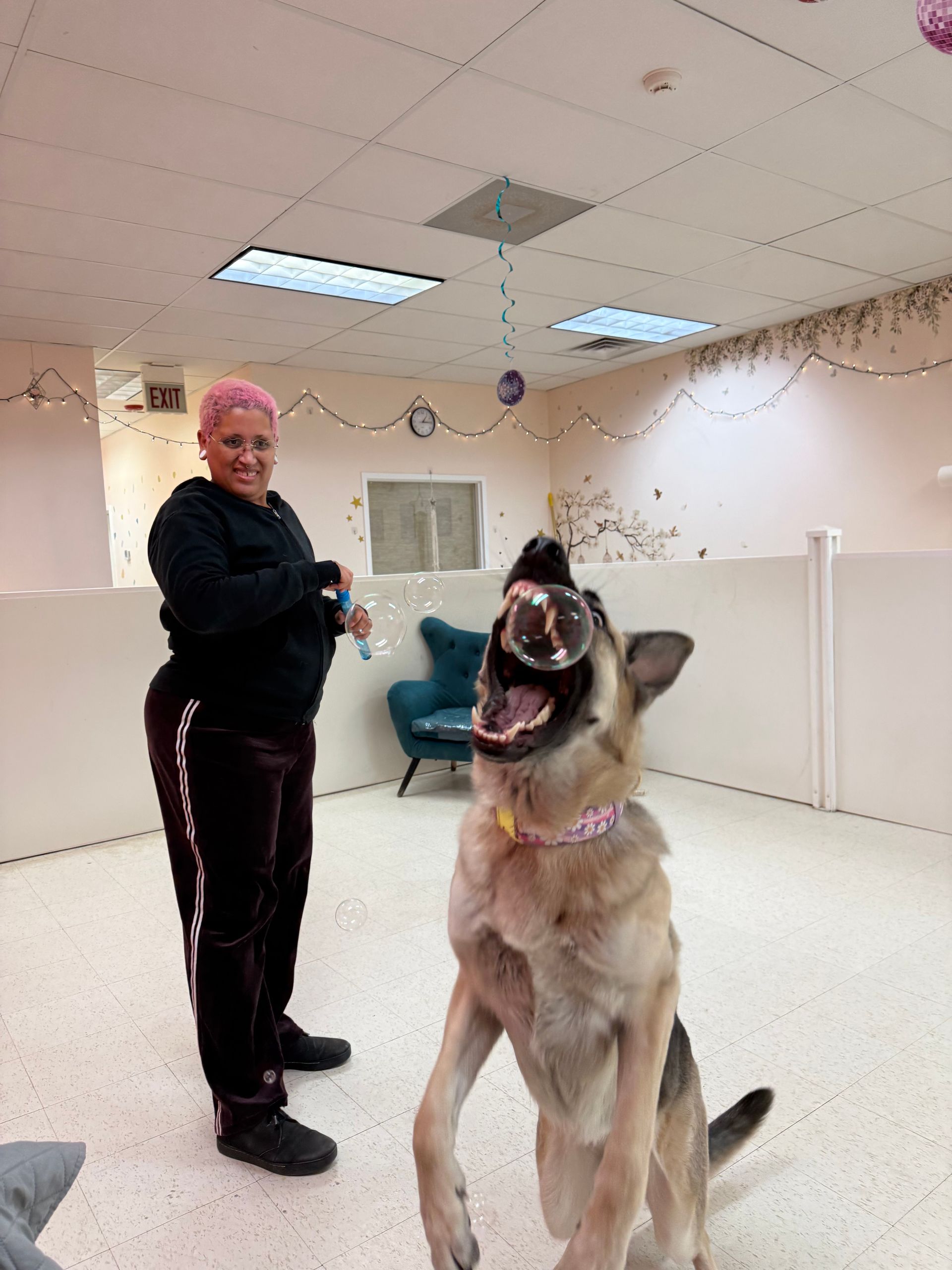 Person standing beside a large German Shepherd in a training room, both facing the camera.
