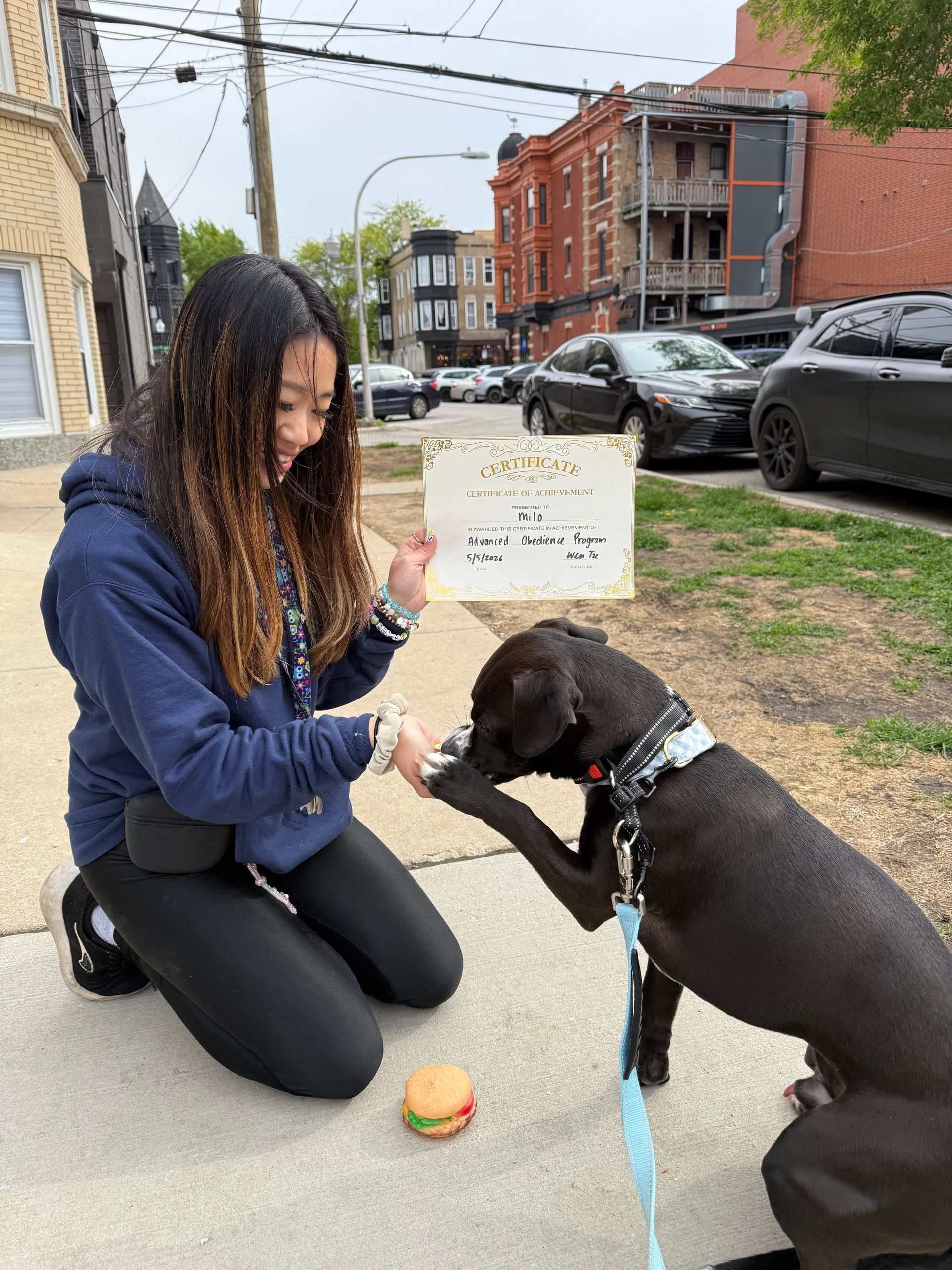 Woman kneeling on sidewalk training a brown dog, with a ball nearby in an urban neighborhood.