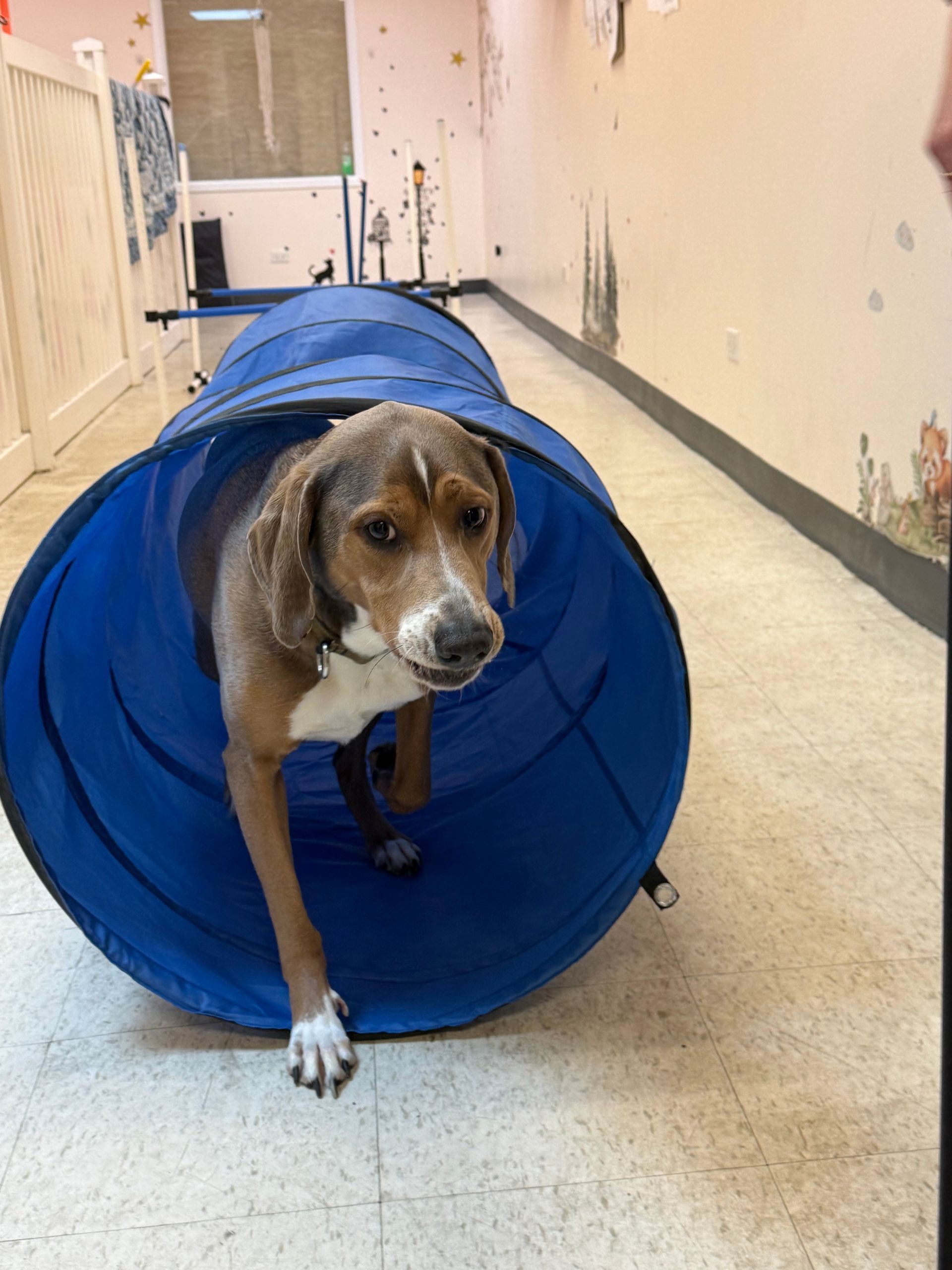 Brown-and-white dog emerging from a blue tunnel in a hallway