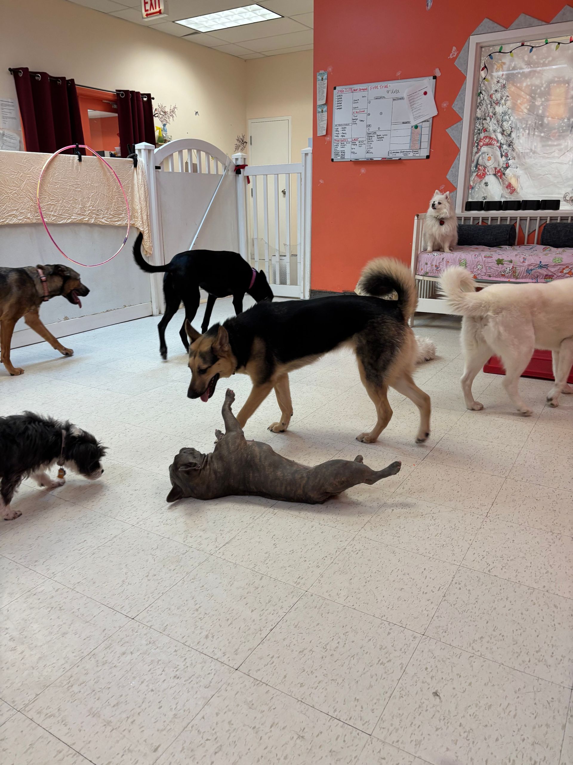 Several dogs playing and walking in a bright indoor room with orange walls and white tile floor