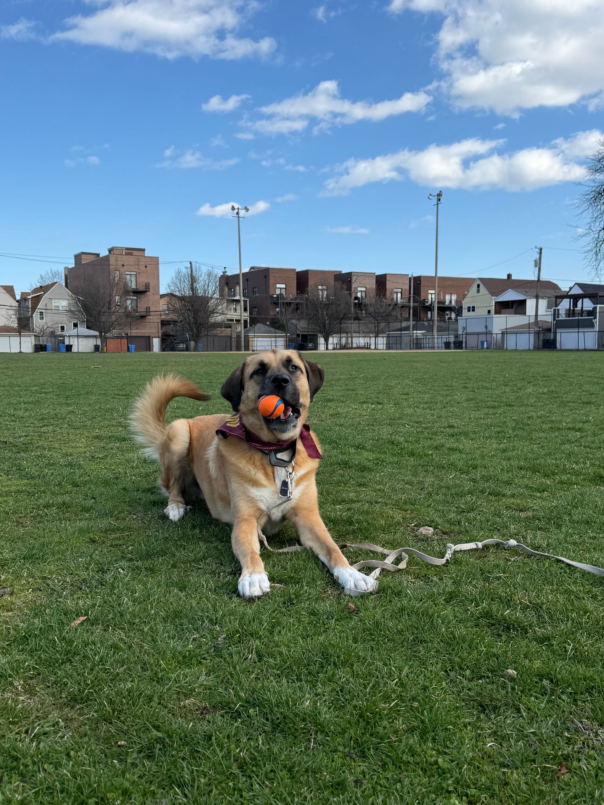 Dog running on a grassy field with a city skyline in the background.