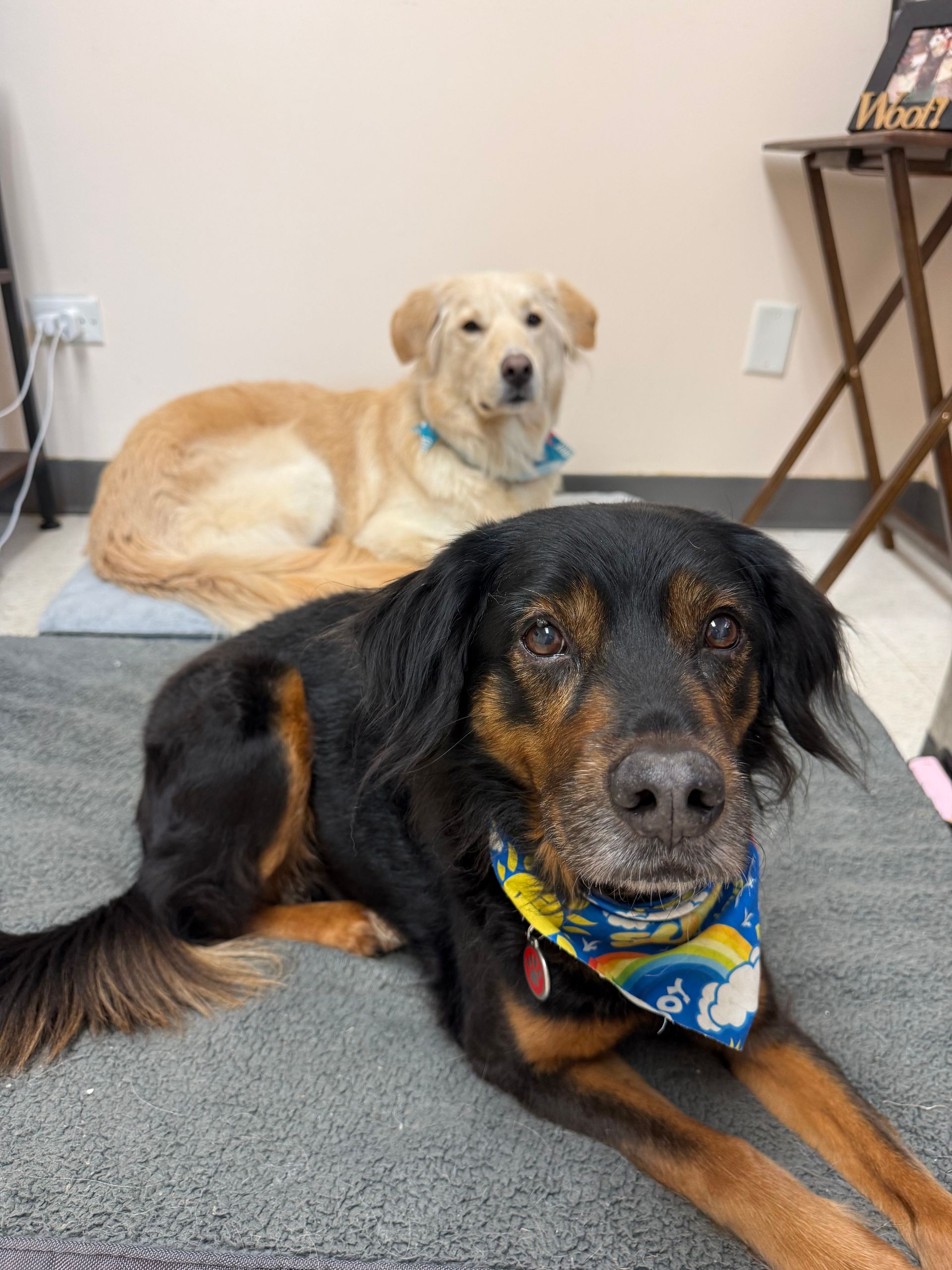 Two dogs resting indoors: a black dog in front and a cream dog lying behind on a rug.