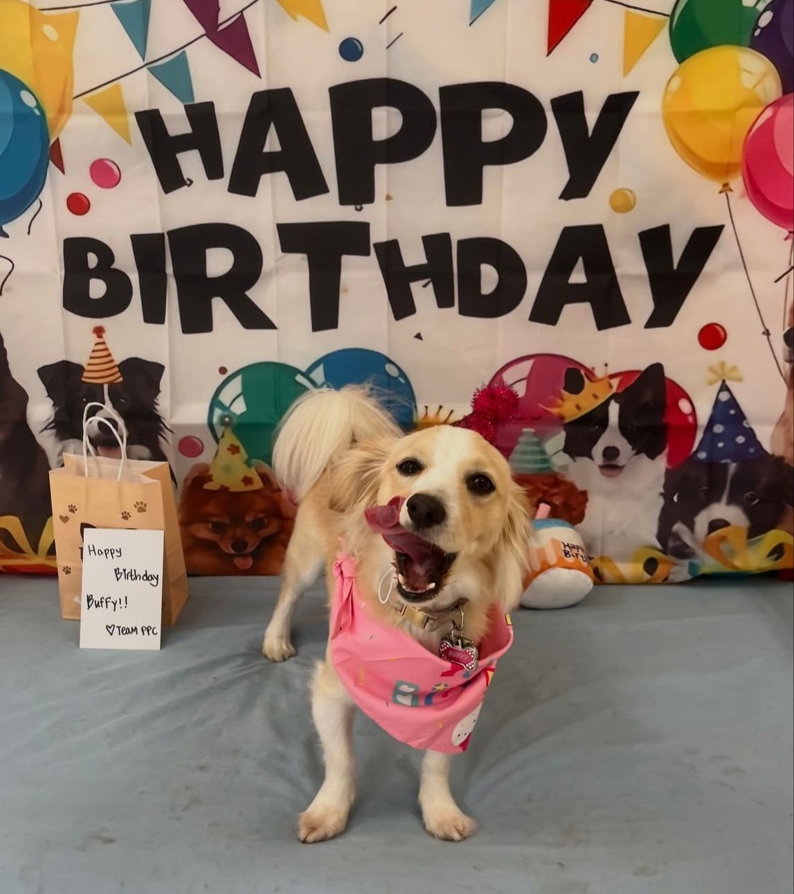 A dog standing in front of a happy birthday sign