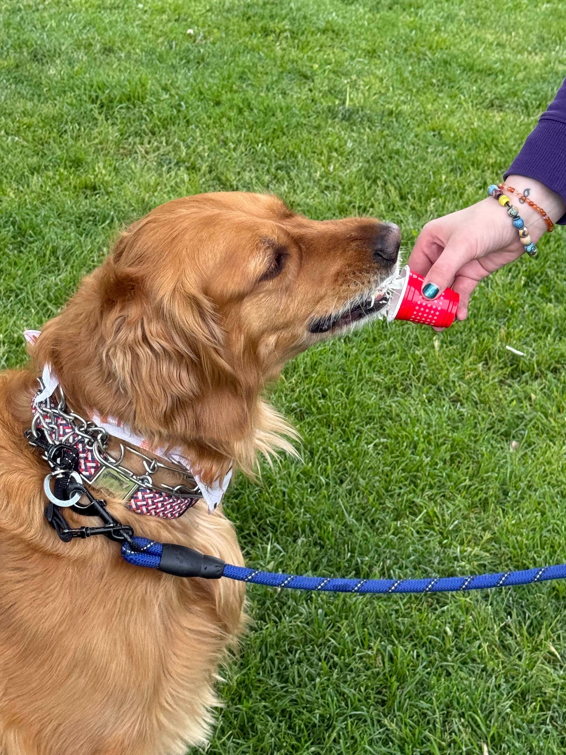 Brown dog on a blue leash licking a red treat from a person’s hand on grass