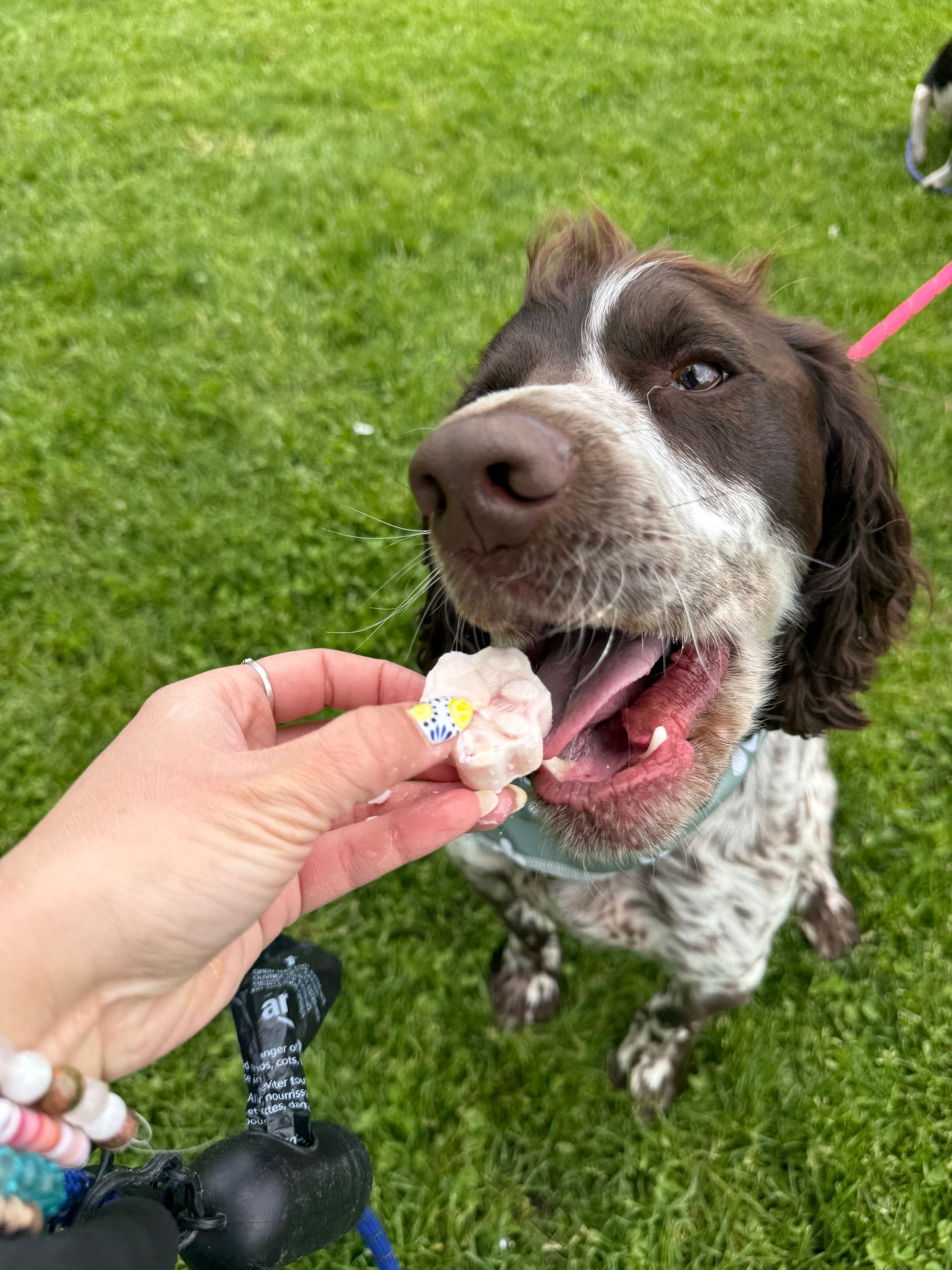 Brown-and-white dog taking a flower treat from a hand on grass