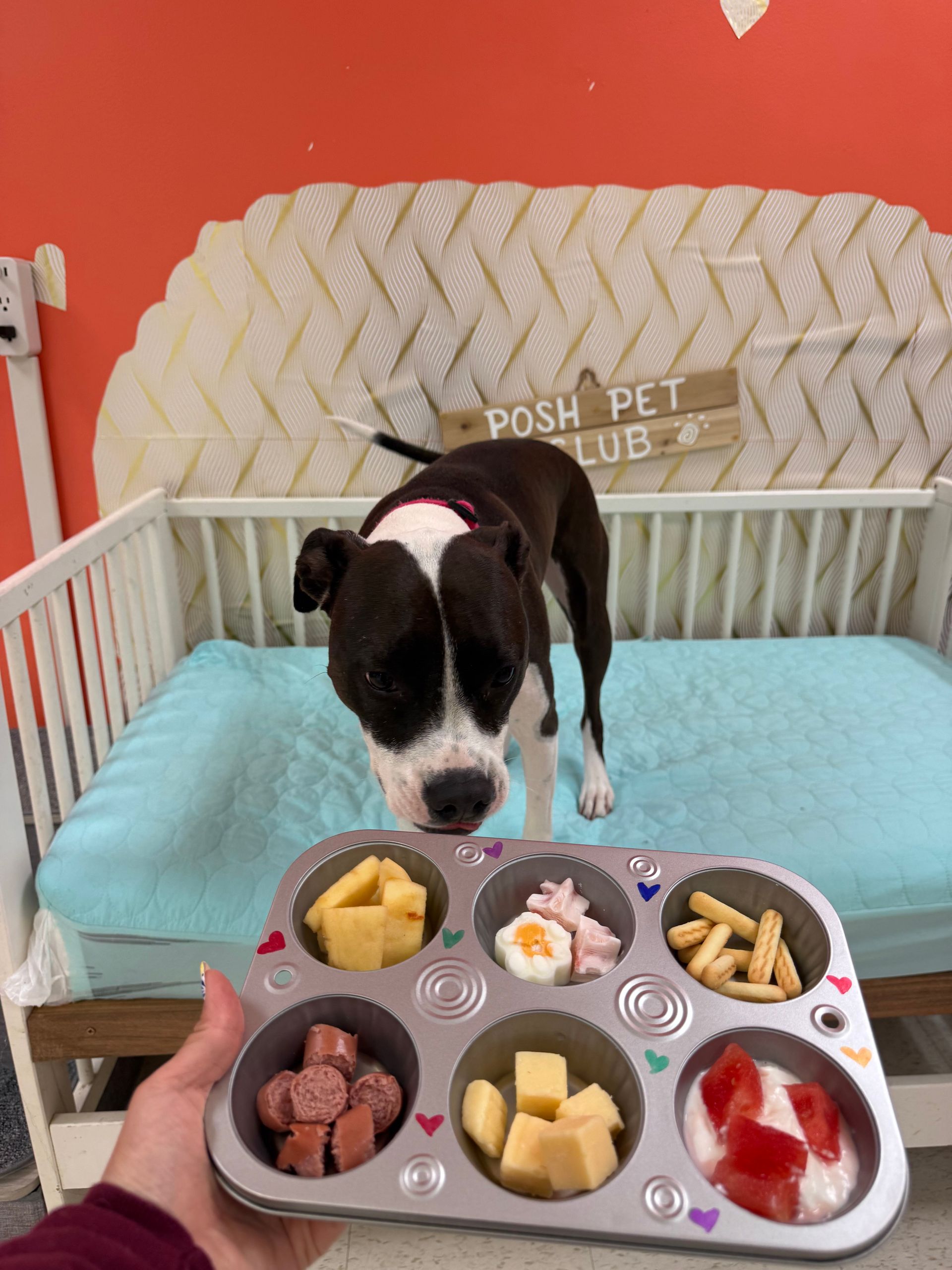 Black-and-white dog in a pink harness sniffing a blue tray of dog treats on a white bed