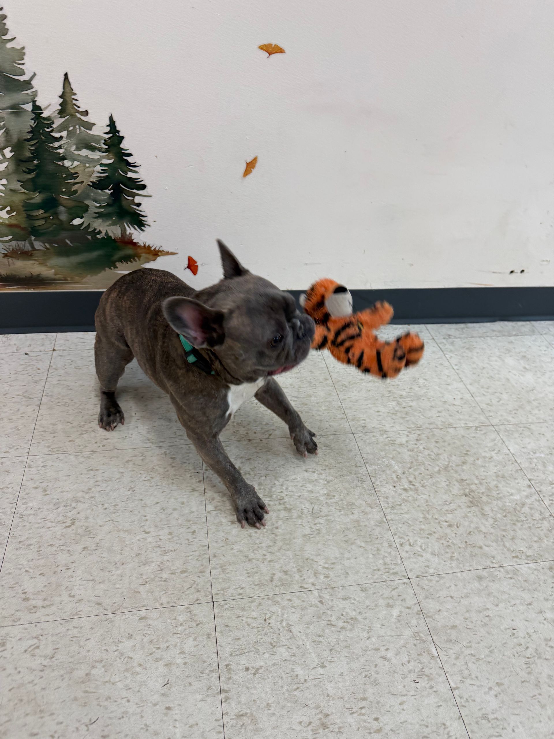 Gray dog carrying an orange-and-black tiger plush toy indoors near a painted forest mural