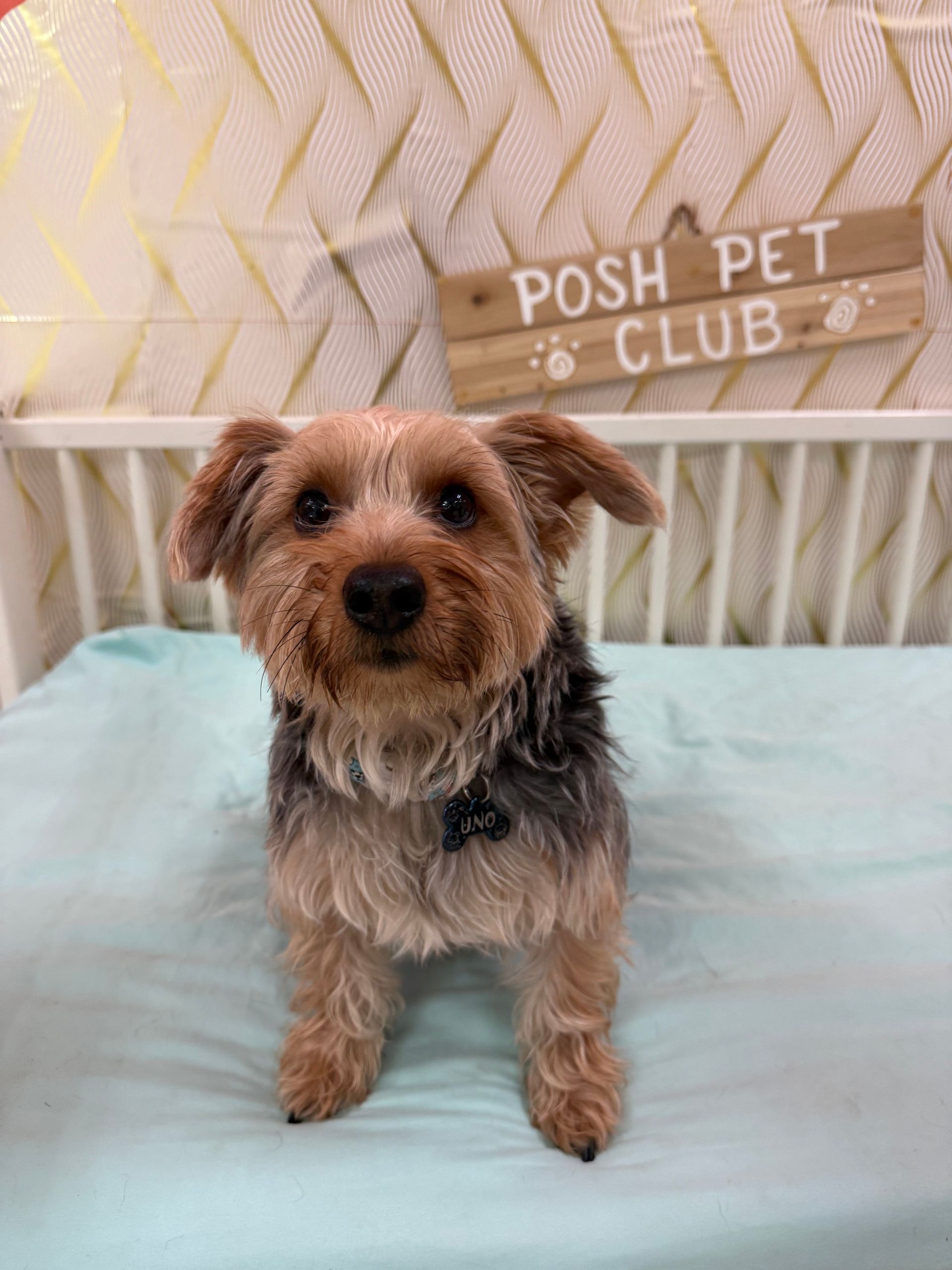 Small scruffy brown dog sitting on a bed, with a “Posh Pet Club” sign in the background.