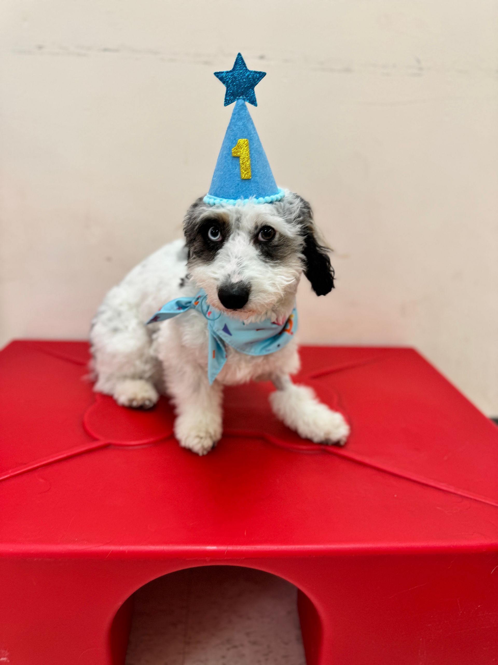 Small white-and-black dog wearing a blue party hat, sitting on a red platform