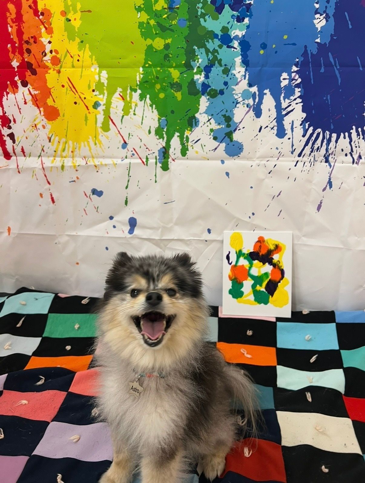 Fluffy dog sitting on a colorful checkered blanket before a rainbow paint-splatter backdrop