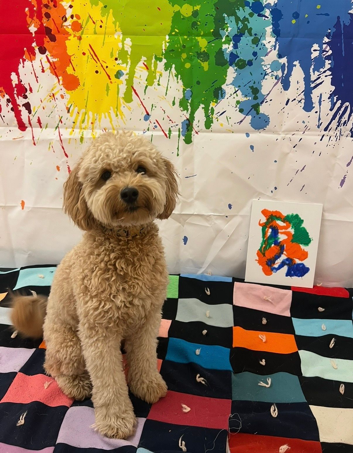 Curly tan dog sitting on a colorful patchwork rug in front of paint-splattered art on a white backdrop