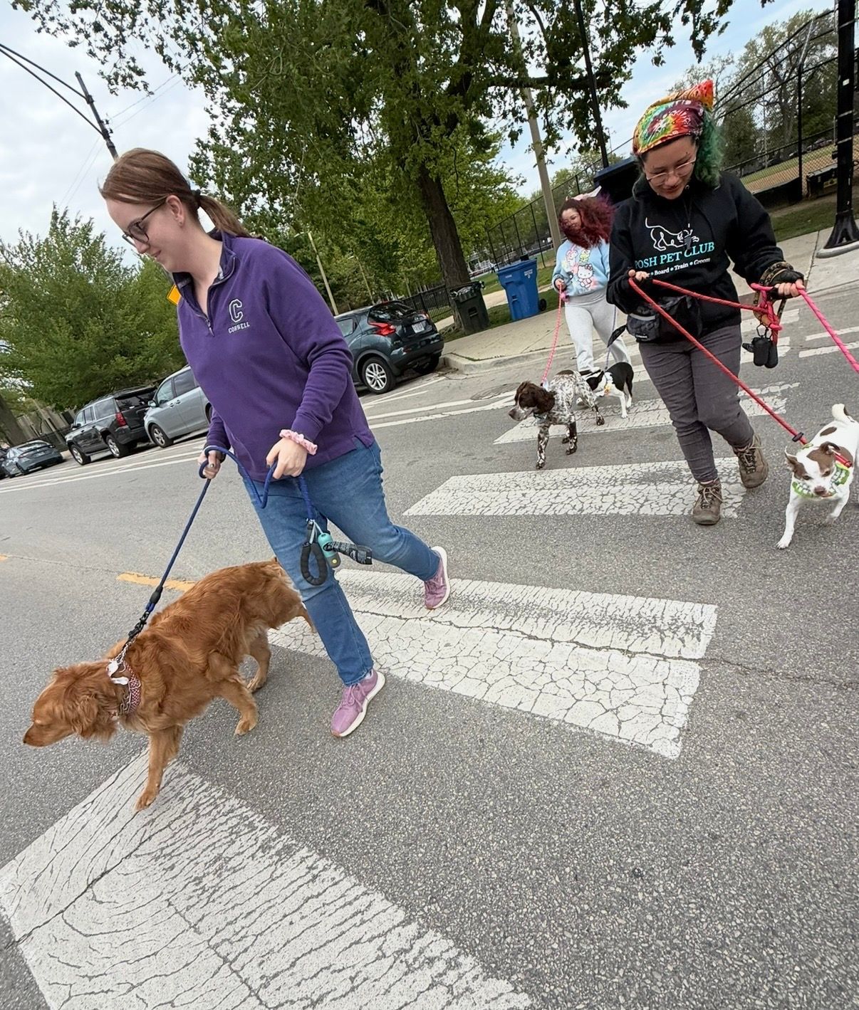 People walking several leashed dogs across a crosswalk in a park-like parking lot.