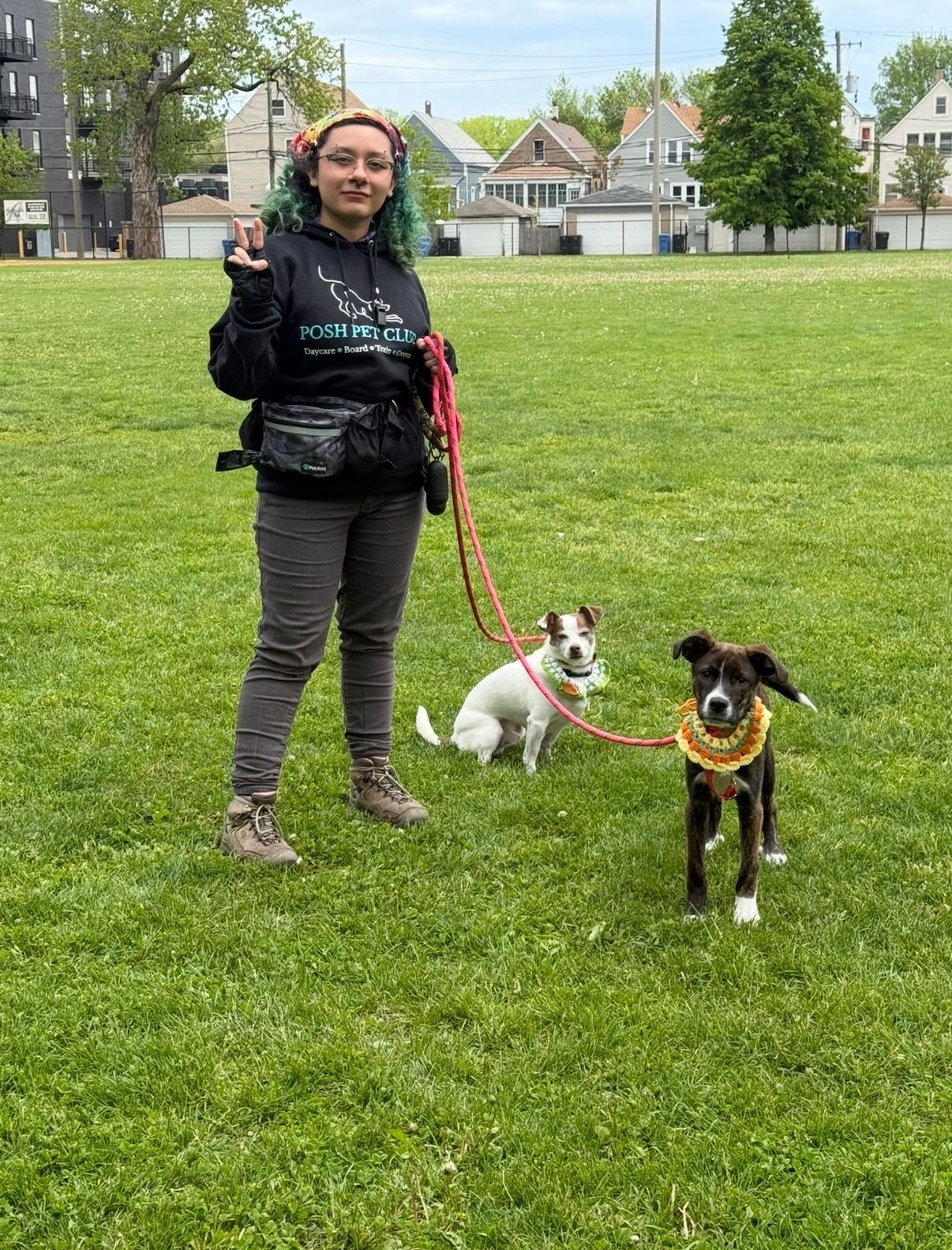 Woman holding two leashed dogs on a grassy field, one white-and-brown and one black-and-brown.
