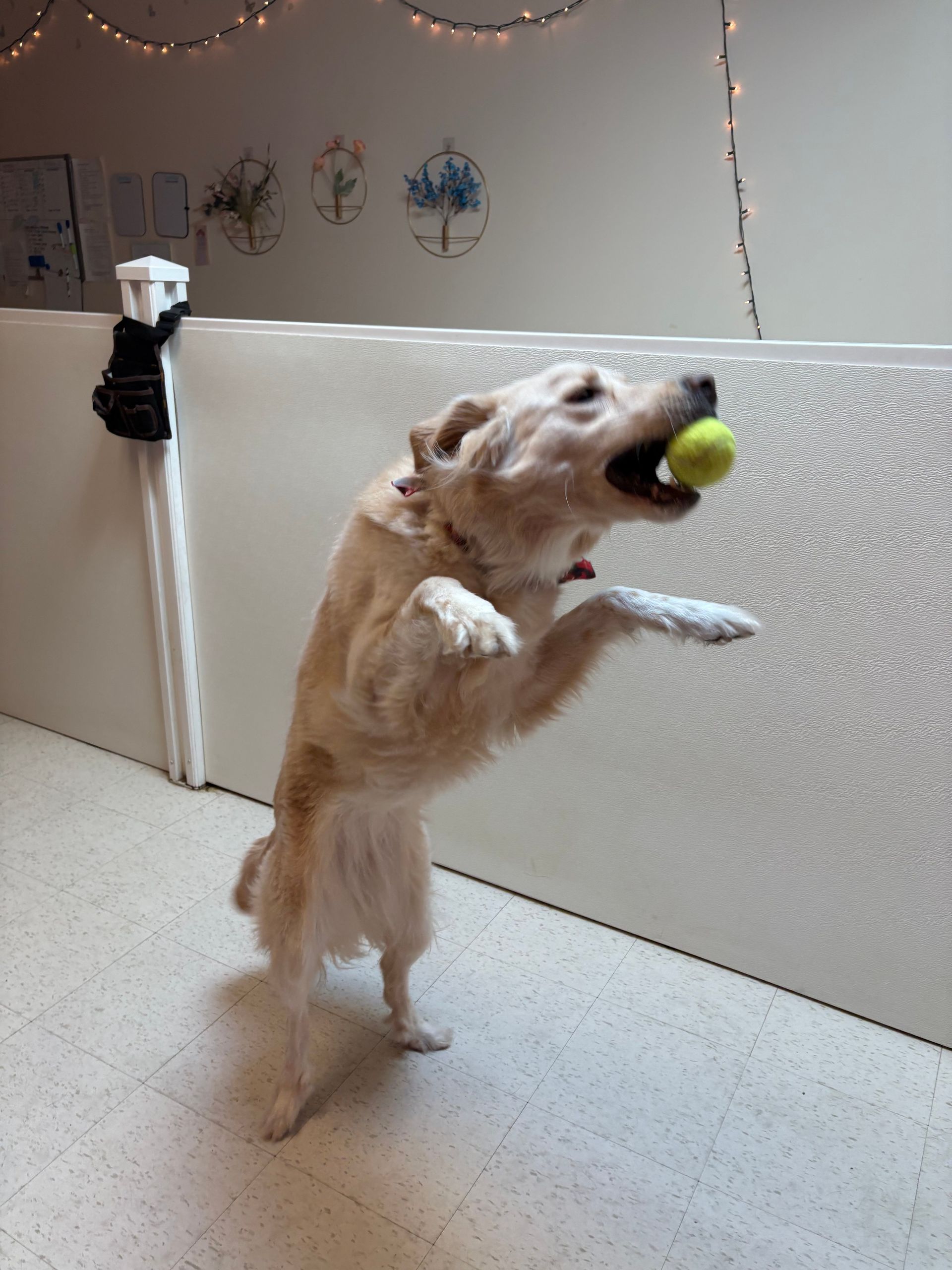 Small tan dog standing on hind legs indoors, catching a tennis ball in its mouth.