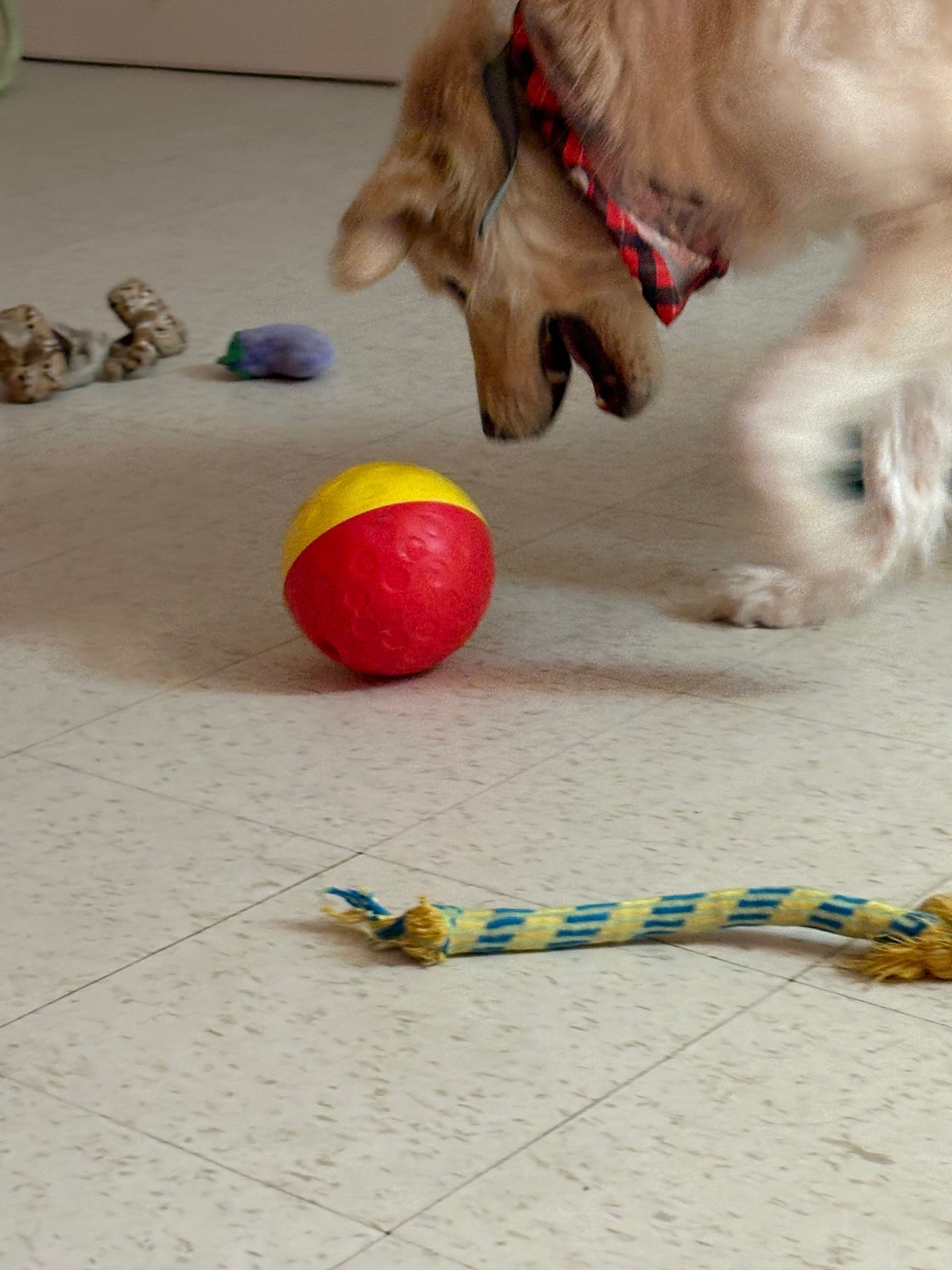Dog sniffing a red-and-yellow ball on a tiled floor, with toys nearby