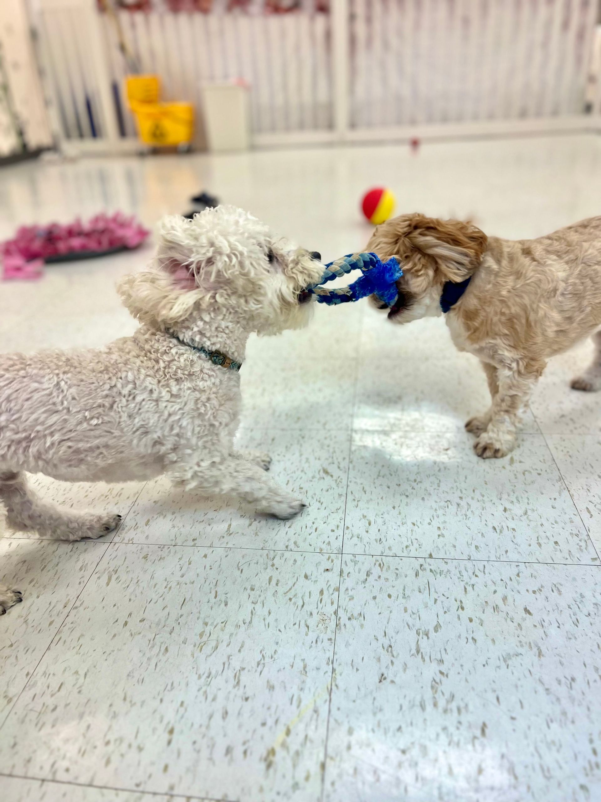 Two small dogs tugging a blue rope toy on a white indoor floor